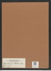 Ceratoneis ? cretae Ehr. (de-Toni-Nr.: Genus 107, Species 3271) Zeichnungen Sammlung Grunow Mappe 03494 (Herbarium_W_Grunow_drawings_Folder_03494)